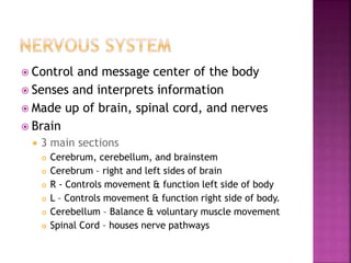  Control and message center of the body
 Senses and interprets information
 Made up of brain, spinal cord, and nerves
 Brain
 3 main sections
 Cerebrum, cerebellum, and brainstem
 Cerebrum – right and left sides of brain
 R - Controls movement & function left side of body
 L – Controls movement & function right side of body.
 Cerebellum – Balance & voluntary muscle movement
 Spinal Cord – houses nerve pathways
 