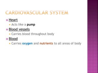  Heart
 Acts like a pump
 Blood vessels
 Carries blood throughout body
 Blood
 Carries oxygen and nutrients to all areas of body
 
