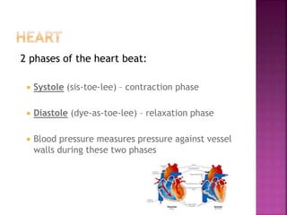 2 phases of the heart beat:
 Systole (sis-toe-lee) – contraction phase
 Diastole (dye-as-toe-lee) – relaxation phase
 Blood pressure measures pressure against vessel
walls during these two phases
 