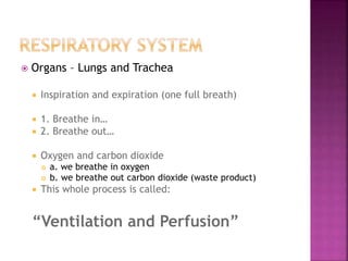  Organs – Lungs and Trachea
 Inspiration and expiration (one full breath)
 1. Breathe in…
 2. Breathe out…
 Oxygen and carbon dioxide
 a. we breathe in oxygen
 b. we breathe out carbon dioxide (waste product)
 This whole process is called:
“Ventilation and Perfusion”
 
