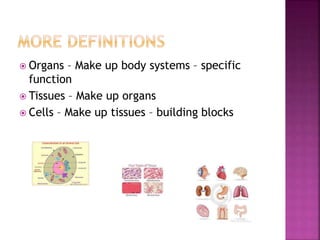  Organs – Make up body systems – specific
function
 Tissues – Make up organs
 Cells – Make up tissues – building blocks
 