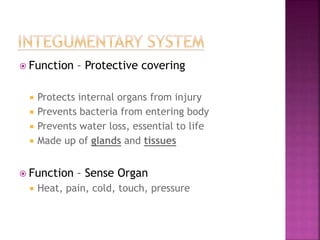  Function – Protective covering
 Protects internal organs from injury
 Prevents bacteria from entering body
 Prevents water loss, essential to life
 Made up of glands and tissues
 Function – Sense Organ
 Heat, pain, cold, touch, pressure
 