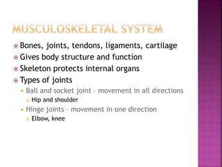 Bones, joints, tendons, ligaments, cartilage
 Gives body structure and function
 Skeleton protects internal organs
 Types of joints
 Ball and socket joint – movement in all directions
 Hip and shoulder
 Hinge joints – movement in one direction
 Elbow, knee
 