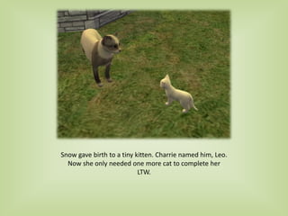 Snow gave birth to a tiny kitten. Charrie named him, Leo.
Now she only needed one more cat to complete her
LTW.
 