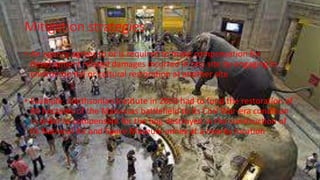 Mitigation strategies
• An agency agrees to or is required to make compensation for
development related damages incurred in one site by engaging in
environmental or cultural restoration at another site
• Example: Smithsonian Institute in 2003 had to fund the restoration of
44 hectares of the Manassas battlefield to its Civil War-era condition
in order to compensate for the bog destroyed in the construction of
its National Air and Space Museum annex at a nearby location
 