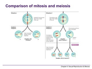 Comprehensive Overview of Sexual Reproduction and Meiosis Processes | PDF