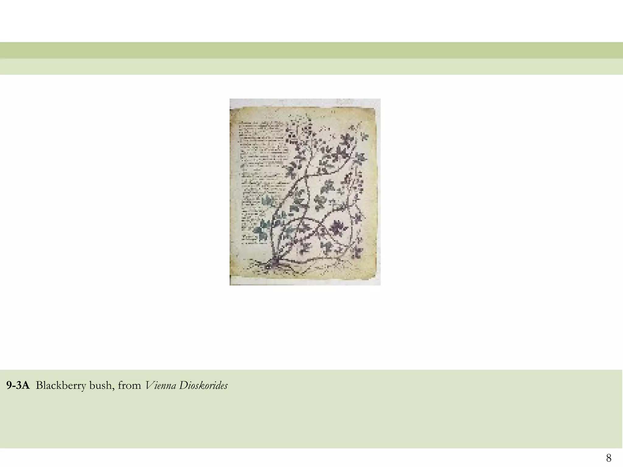 9-3A Blackberry bush, from Vienna Dioskorides
8
 