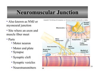 Neuromuscular Junction Also known as NMJ or myoneural junction Site where an axon and muscle fiber meet Parts Motor neuron Motor end plate Synapse  Synaptic cleft Synaptic vesicles Neurotransmitters Copyright © The McGraw-Hill Companies, Inc. Permission required for reproduction or display. Axon branches Mitochondria Acetylcholine (a) Synaptic vesicles Synaptic cleft Folded sarcolemma Motor end plate Myofibril of muscle fiber Muscle fiber nucleus Motor neuron axon 