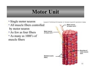 Motor Unit Single motor neuron All muscle fibers controlled  by motor neuron As few as four fibers As many as 1000’s of  muscle fibers Copyright © The McGraw-Hill Companies, Inc. Permission required for reproduction or display. Motor neuron of motor unit 2 Motor neuron of motor unit 1 Skeletal muscle fibers Branches of motor neuron axon 