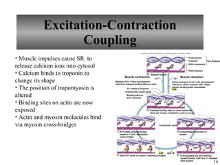 Excitation-Contraction Coupling Muscle impulses cause SR  to release calcium ions into cytosol Calcium binds to troponin to change its shape The position of tropomyosin is altered Binding sites on actin are now exposed Actin and myosin molecules bind via myosin cross-bridges Copyright © The McGraw-Hill Companies, Inc. Permission required for reproduction or display. Actin monomers Release of Ca +2  from sarcoplasmic reticulum exposes binding sites on actin: Muscle contraction Muscle relaxation Active transport of Ca +2  into sarcoplasmic reticulum, which requires ATP, makes myosin binding sites unavailable. Ca +2  binds to troponin Tropomyosin pulled aside ATP Contraction cycle P ADP + P ADP + P ADP + Ca +2 Ca +2 P ADP + P ADP + P ADP + P ADP P ADP ATP ATP ATP P ADP + P ADP + ATP Tropomyosin Troponin Thin filament Thick filament Ca +2 Binding sites on actin exposed 1 Relaxed muscle Ca +2 P ADP + Ca +2 2 Exposed binding sites on actin molecules allow the muscle contraction cycle to occur 6 ATP splits, which provides power to “cock” the myosin cross-bridges 3 Cross-bridges bind actin to myosin 5 New ATP binds to myosin, releasing linkages 4 Cross-bridges pull thin filament (power stroke), ADP and  P  released from myosin 