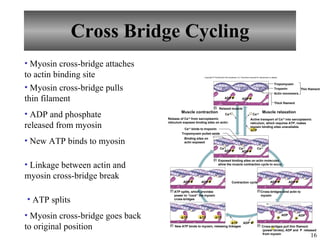 Cross Bridge Cycling Copyright © The McGraw-Hill Companies, Inc. Permission required for reproduction or display. Actin monomers Release of Ca +2  from sarcoplasmic reticulum exposes binding sites on actin: Muscle contraction Muscle relaxation Active transport of Ca +2  into sarcoplasmic reticulum, which requires ATP, makes myosin binding sites unavailable. Ca +2  binds to troponin Tropomyosin pulled aside ATP Contraction cycle P ADP + P ADP + P ADP + Ca +2 Ca +2 P ADP + P ADP + P ADP + P ADP P ADP ATP ATP ATP P ADP + P ADP + ATP Tropomyosin Troponin Thin filament Thick filament Ca +2 Binding sites on actin exposed 1 Relaxed muscle Ca +2 P ADP + Ca +2 2 Exposed binding sites on actin molecules allow the muscle contraction cycle to occur 6 ATP splits, which provides power to “cock” the myosin cross-bridges 3 Cross-bridges bind actin to myosin 5 New ATP binds to myosin, releasing linkages 4 Cross-bridges pull thin filament (power stroke), ADP and  P  released from myosin Myosin cross-bridge attaches to actin binding site   Myosin cross-bridge pulls thin filament ADP and phosphate released from myosin New ATP binds to myosin Linkage between actin and myosin cross-bridge break ATP splits Myosin cross-bridge goes back to original position 