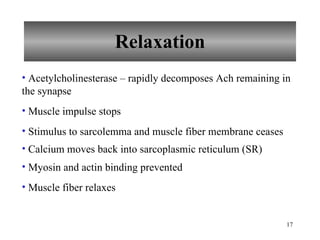 Relaxation Acetylcholinesterase – rapidly decomposes Ach remaining in the synapse Muscle impulse stops Stimulus to sarcolemma and muscle fiber membrane ceases Calcium moves back into sarcoplasmic reticulum (SR) Myosin and actin binding prevented Muscle fiber relaxes 