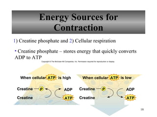 Energy Sources for Contraction Creatine phosphate – stores energy that quickly converts ADP to ATP 1 ) Creatine phosphate and  2 ) Cellular respiration Copyright © The McGraw-Hill Companies, Inc. Permission required for reproduction or display. ADP ATP ATP P When cellular Creatine Creatine ADP ATP ATP P is high Creatine Creatine When cellular is low 