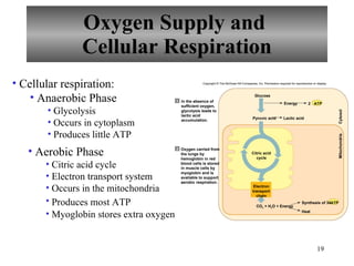 Oxygen Supply and  Cellular Respiration Cellular respiration: Anaerobic Phase Glycolysis Occurs in cytoplasm Produces little ATP Aerobic Phase Citric acid cycle Electron transport system Occurs in the mitochondria Produces most ATP   Myoglobin stores extra oxygen Copyright © The McGraw-Hill Companies, Inc. Permission required for reproduction or display. ATP 2 Energy Lactic acid Glucose ATP Synthesis of 34 CO 2  + H 2 O + Energy Pyruvic acid Heat 1 2 Mitochondria Cytosol In the absence of sufficient oxygen, glycolysis leads to lactic acid accumulation. Oxygen carried from the lungs by hemoglobin in red blood cells is stored in muscle cells by myoglobin and is available to support aerobic respiration. Citric acid cycle Electron transport chain 
