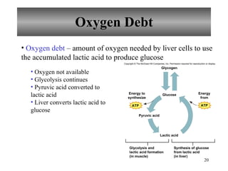 Oxygen Debt Oxygen not available Glycolysis continues Pyruvic acid converted to lactic acid Liver converts lactic acid to glucose Oxygen debt  – amount of oxygen needed by liver cells to use the accumulated lactic acid to produce glucose Copyright © The McGraw-Hill Companies, Inc. Permission required for reproduction or display. ATP Glucose Glycogen Lactic acid Pyruvic acid Energy to synthesize Energy from Glycolysis and lactic acid formation (in muscle) Synthesis of glucose from lactic acid (in liver) ATP 