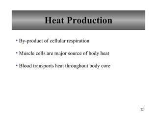 Heat Production By-product of cellular respiration Muscle cells are major source of body heat Blood transports heat throughout body core 