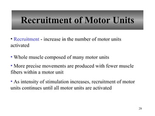 Recruitment of Motor Units Recruitment  - increase in the number of motor units activated Whole muscle composed of many motor units More precise movements are produced with fewer muscle fibers within a motor unit As intensity of stimulation increases, recruitment of motor units continues until all motor units are activated 
