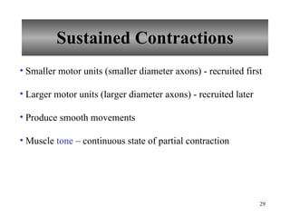 Sustained Contractions Smaller motor units (smaller diameter axons) - recruited first Larger motor units (larger diameter axons) - recruited later Produce smooth movements Muscle  tone  – continuous state of partial contraction 