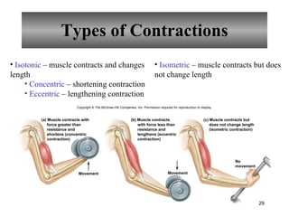 Types of Contractions Isotonic  – muscle contracts and changes length Concentric  – shortening contraction Eccentric  – lengthening contraction Isometric  – muscle contracts but does not change length Copyright © The McGraw-Hill Companies, Inc. Permission required for reproduction or display. Movement Movement (a) Muscle contracts with force greater than resistance and shortens (concentric contraction) (c) Muscle contracts but does not change length (isometric contraction) (b) Muscle contracts with force less than resistance and lengthens (eccentric contraction) No movement 29 