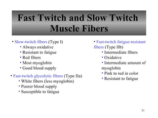 Fast Twitch and Slow Twitch  Muscle Fibers Slow-twitch fibers  (Type I) Always oxidative Resistant to fatigue Red fibers  Most myoglobin Good blood supply Fast-twitch glycolytic fibers  (Type IIa) White fibers (less myoglobin) Poorer blood supply Susceptible to fatigue Fast-twitch fatigue-resistant fibers  (Type IIb) Intermediate fibers Oxidative Intermediate amount of myoglobin Pink to red in color Resistant to fatigue 