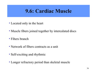 9.6: Cardiac Muscle Located only in the heart Muscle fibers joined together by intercalated discs Fibers branch Network of fibers contracts as a unit Self-exciting and rhythmic Longer refractory period than skeletal muscle 