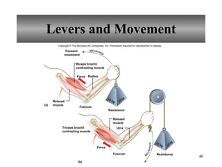 Levers and Movement Copyright © The McGraw-Hill Companies, Inc. Permission required for reproduction or display. Radius Resistance Resistance Fulcrum Ulna (a) (b) Fulcrum Force Force Forearm movement Biceps brachii contracting muscle Relaxed muscle Triceps brachii contracting muscle Relaxed muscle Movement Movement 