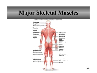 Major Skeletal Muscles Copyright © The McGraw-Hill Companies, Inc. Permission required for reproduction or display. Gracilis Rhomboid Infraspinatus Gluteus medius Vastus lateralis Sartorius Soleus Fibularis longus Brachialis Temporalis Occipitalis Semimembranosus Sternocleidomastoid Trapezius Teres minor Teres major Biceps femoris Semitendinosus Gastrocnemius Calcaneal tendon Deltoid Triceps brachii Latissimus dorsi External oblique Gluteus maximus Adductor magnus 