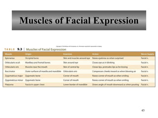 Muscles of Facial Expression 