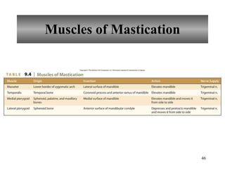 Muscles of Mastication 
