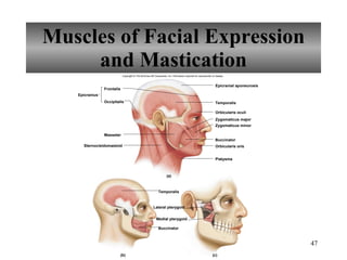 Muscles of Facial Expression and Mastication Copyright © The McGraw-Hill Companies, Inc. Permission required for reproduction or display. Epicranial aponeurosis Frontalis Occipitalis Epicranius Masseter Sternocleidomastoid Temporalis Orbicularis oculi Zygomaticus major Zygomaticus minor Buccinator Orbicularis oris Platysma Buccinator Medial pterygoid Lateral pterygoid Temporalis (a) (c) (b) 