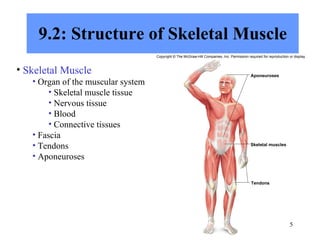9.2: Structure of Skeletal Muscle Skeletal Muscle Organ of the muscular system Skeletal muscle tissue Nervous tissue Blood Connective tissues Fascia Tendons Aponeuroses Copyright © The McGraw-Hill Companies, Inc. Permission required for reproduction or display. Aponeuroses Skeletal muscles Tendons 