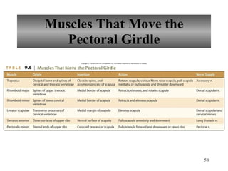 Muscles That Move the Pectoral Girdle 