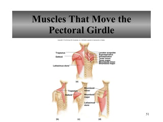 Muscles That Move the Pectoral Girdle Copyright © The McGraw-Hill Companies, Inc. Permission required for reproduction or display. Trapezius Deltoid Deltoid Latissimus dorsi Levator scapulae Supraspinatus Infraspinatus Teres minor Teres major Rhomboid major Rhomboid minor (a) (d) (c) (b) Rhomboid minor Rhomboid major Latissimus dorsi Trapezius 
