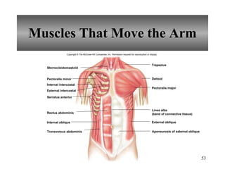 Muscles That Move the Arm Copyright © The McGraw-Hill Companies, Inc. Permission required for reproduction or display. Trapezius Deltoid Pectoralis major External oblique Aponeurosis of external oblique Sternocleidomastoid Pectoralis minor Internal intercostal Serratus anterior Rectus abdominis Internal oblique Transversus abdominis External intercostal Linea alba (band of connective tissue) 