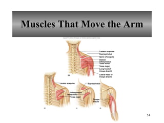 Muscles That Move the Arm Copyright © The McGraw-Hill Companies, Inc. Permission required for reproduction or display. Levator scapulae Levator scapulae Supraspinatus Spine of scapula Deltoid Infraspinatus Teres minor Teres major (a) (d) (c) (b) Supraspinatus Infraspinatus Teres minor Teres major Long head of triceps brachii Lateral head of triceps brachii Triceps brachii 
