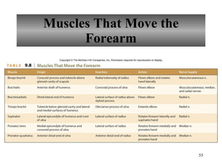 Muscles That Move the Forearm 