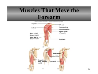 Muscles That Move the Forearm Copyright © The McGraw-Hill Companies, Inc. Permission required for reproduction or display. Deltoid Clavicle Subscapularis Coracobrachialis Brachialis Subscapularis Coracobrachialis Brachialis (a) (c) (d) (b) Short head of biceps brachii Long head of biceps brachii Medial border of scapula Biceps brachii (short and long heads) Trapezius 