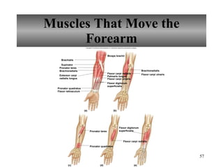 Muscles That Move the Forearm Copyright © The McGraw-Hill Companies, Inc. Permission required for reproduction or display. Biceps brachii Brachialis Supinator Pronator teres Brachioradialis Flexor carpi radialis Palmaris longus Flexor carpi ulnaris Flexor carpi ulnaris Pronator quadratus Flexor retinaculum Brachioradialis Flexor carpi radialis Pronator teres Pronator quadratus (a) (b) (c) (d) (e) Flexor digitorum superficialis Extensor carpi radialis longus Flexor digitorum superficialis 