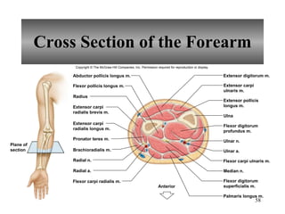 Cross Section of the Forearm Copyright © The McGraw-Hill Companies, Inc. Permission required for reproduction or display. Abductor pollicis longus m. Flexor pollicis longus m. Radius Pronator teres m. Brachioradialis m. Radial n. Radial a. Flexor carpi radialis m. Extensor digitorum m. Ulna Ulnar n. Ulnar a. Flexor carpi ulnaris m. Median n. Palmaris longus m. Anterior Plane of section Extensor carpi radialis brevis m. Extensor carpi radialis longus m. Extensor carpi ulnaris m. Extensor pollicis longus m. Flexor digitorum profundus m. Flexor digitorum superficialis m. 