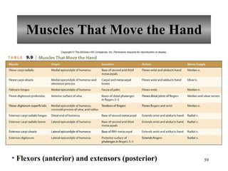 Muscles That Move the Hand Flexors (anterior) and extensors (posterior) 