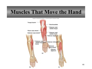 Muscles That Move the Hand Triceps brachii Flexor carpi ulnaris Extensor carpi ulnaris Extensor digitorum Extensor retinaculum Brachioradialis Extensor carpi radialis longusand  brevis (a) (b) (c) Extensor carpi radialis longus Extensor carpi radialis brevis Extensor carpi ulnaris Extensor digitorum Copyright © The McGraw-Hill Companies, Inc. Permission required for reproduction or display. 