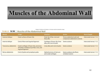 Muscles of the Abdominal Wall 