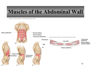 Muscles of the Abdominal Wall Copyright © The McGraw-Hill Companies, Inc. Permission required for reproduction or display. (a) (b) (c) (d) External oblique Rectus abdominis Internal oblique Transversus abdominis External oblique Internal oblique Transversus abdominis (e) Internal oblique Transversus abdominis External oblique Linea alba Rectus abdominis Peritoneum Skin Copyright © The McGraw-Hill Companies, Inc. Permission required for reproduction or display. 