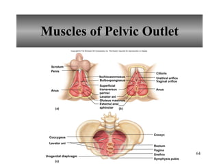 Muscles of Pelvic Outlet Copyright © The McGraw-Hill Companies, Inc. Permission required for reproduction or display. Scrotum Ischiocavernosus Clitoris Urethral orifice Anus Bulbospongiosus Levator ani Gluteus maximus Penis Anus Coccyx Rectum Urethra Symphysis pubis Coccygeus Urogenital diaphragm Levator ani (b) (a) (c) Vagina External anal sphincter Superficial transversus perinei Vaginal orifice 