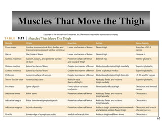 Muscles That Move the Thigh 