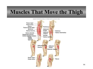 Muscles That Move the Thigh Psoas major Psoas minor Iliacus Rectus femoris Sartorius Sartorius Vastus lateralis Vastus intermedius Patella Adductor  longus Pectineus Adductor magnus Gracilis Vastus medialis Gracilis Adductor brevis Adductor  longus Adductor magnus Iliacus Psoas major Psoas minor (a) (b) (c) (d) (e) (f) (g) Tensor fasciae latae Quadriceps femoris tendon (patellar tendon) Patellar ligament Copyright © The McGraw-Hill Companies, Inc. Permission required for reproduction or display. 