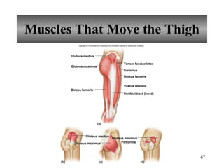 Muscles That Move the Thigh Gluteus medius Gluteus medius Gluteus maximus Gluteus maximus Biceps femoris Iliotibial tract (band) Vastus lateralis Rectus femoris Sartorius Tensor fasciae latae Gluteus minimus Piriformis (a) (b) (c) (d) Copyright © The McGraw-Hill Companies, Inc. Permission required for reproduction or display. 