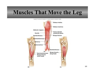 Muscles That Move the Leg Adductor magnus Gracilis Semitendinosus Semimembranosus Semimembranosus Sartorius Gastrocnemius Gluteus medius Gluteus maximus Biceps femoris Semitendinosus (a) (b) (c) Vastus lateralis covered by fascia Biceps femoris (short head) Biceps femoris (long head) Copyright © The McGraw-Hill Companies, Inc. Permission required for reproduction or display. 