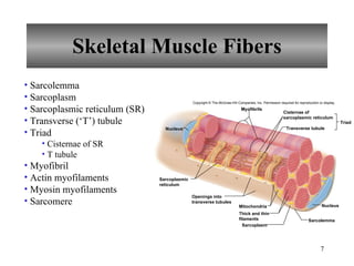 Skeletal Muscle Fibers Sarcolemma Sarcoplasm Sarcoplasmic reticulum (SR) Transverse (‘T’) tubule Triad Cisternae of SR T tubule Myofibril Actin myofilaments Myosin myofilaments Sarcomere Copyright © The McGraw-Hill Companies, Inc. Permission required for reproduction or display. Nucleus Mitochondria Sarcolemma Sarcoplasm Nucleus Myofibrils Sarcoplasmic reticulum Openings into transverse tubules Thick and thin filaments Cisternae of sarcoplasmic reticulum Transverse tubule Triad 