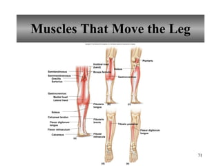 Muscles That Move the Leg Copyright © The McGraw-Hill Companies, Inc. Permission required for reproduction or display. Semitendinosus Semimembranosus Gracilis Sartorius Gastrocnemius: Medial head Lateral head Soleus Calcaneal tendon Flexor retinaculum Calcaneus Biceps femoris Plantaris Soleus Gastrocnemius (a) (b) (c) (d) (e) Flexor digitorum longus Fibular retinacula Fibularis brevis Fibularis longus Iliotibial tract (band) Flexor digitorum longus Tibialis posterior 